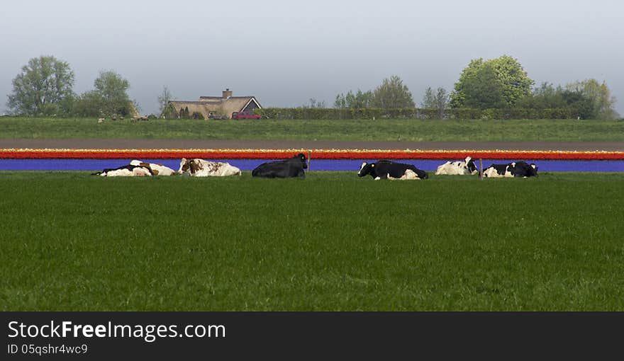 Colorful picture of cows and tulips