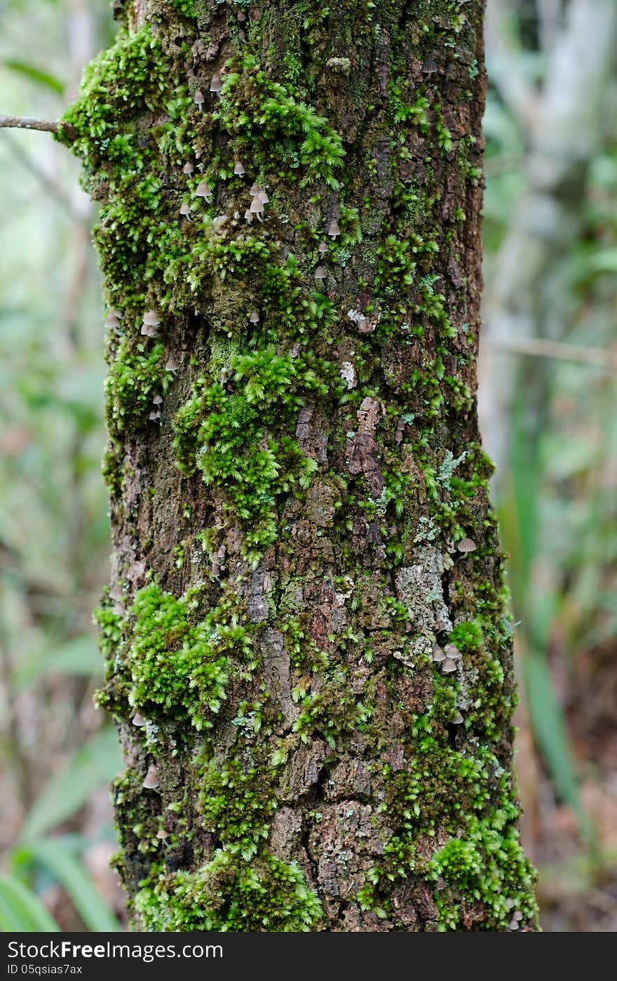 Moss growing on tree in rain forest, Thailand