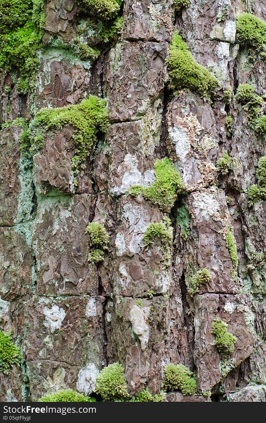 Moss growing on tree in rain forest, Thailand