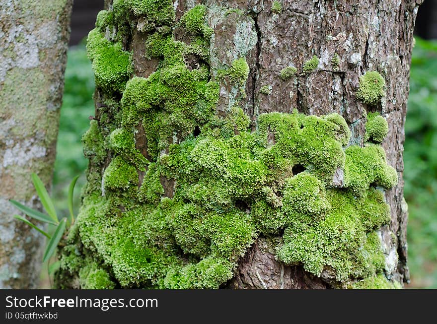 Moss growing on tree in rain forest, Thailand