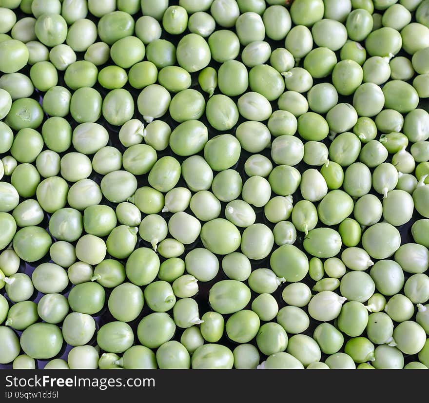 Green Peas background