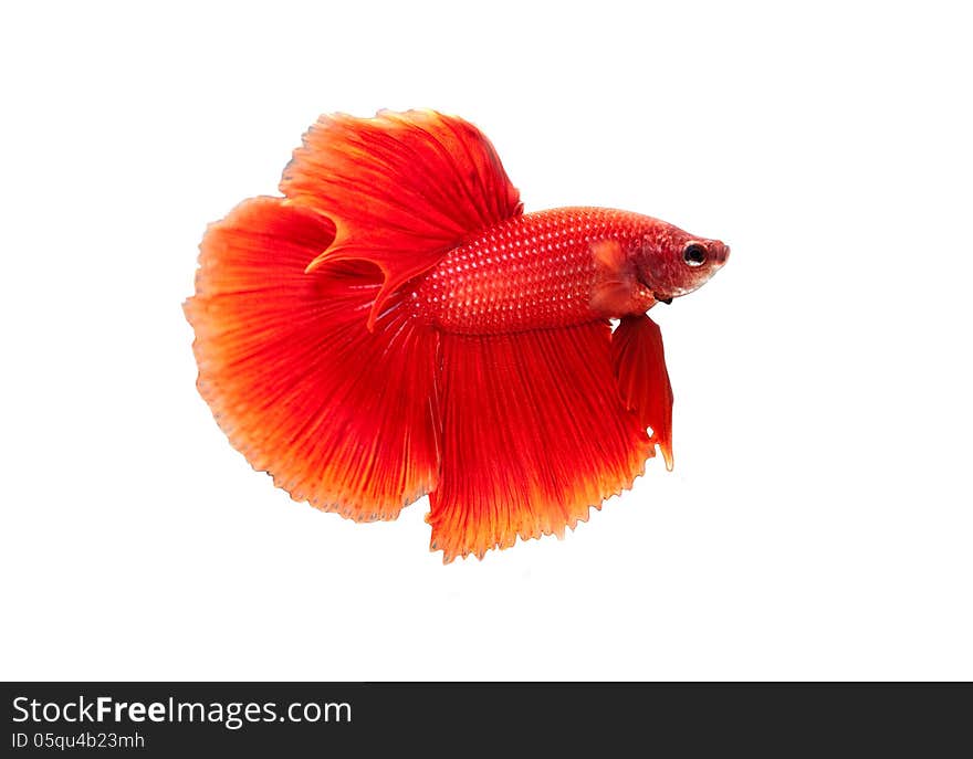 Fighting fish