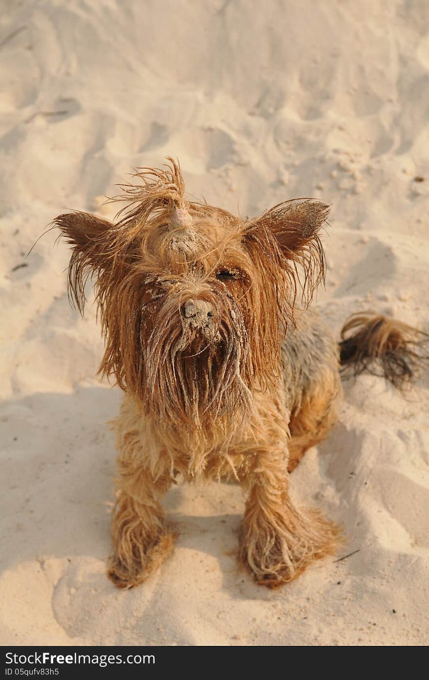 Cute Yorkshire Terrier Portrait