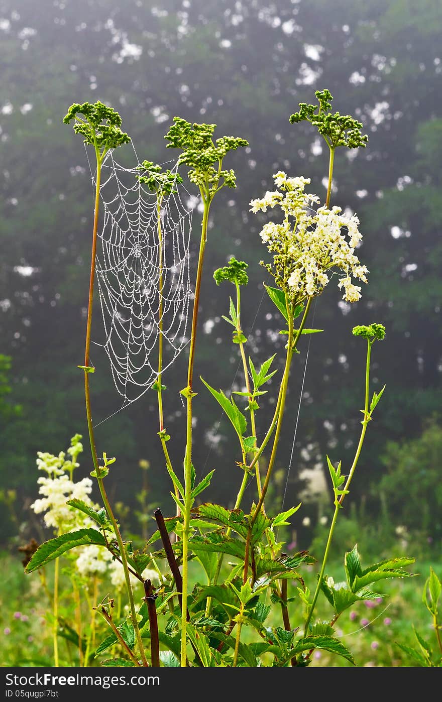 Meadowsweet or mead wort (Filipéndula ulmária). Meadowsweet or mead wort (Filipéndula ulmária)