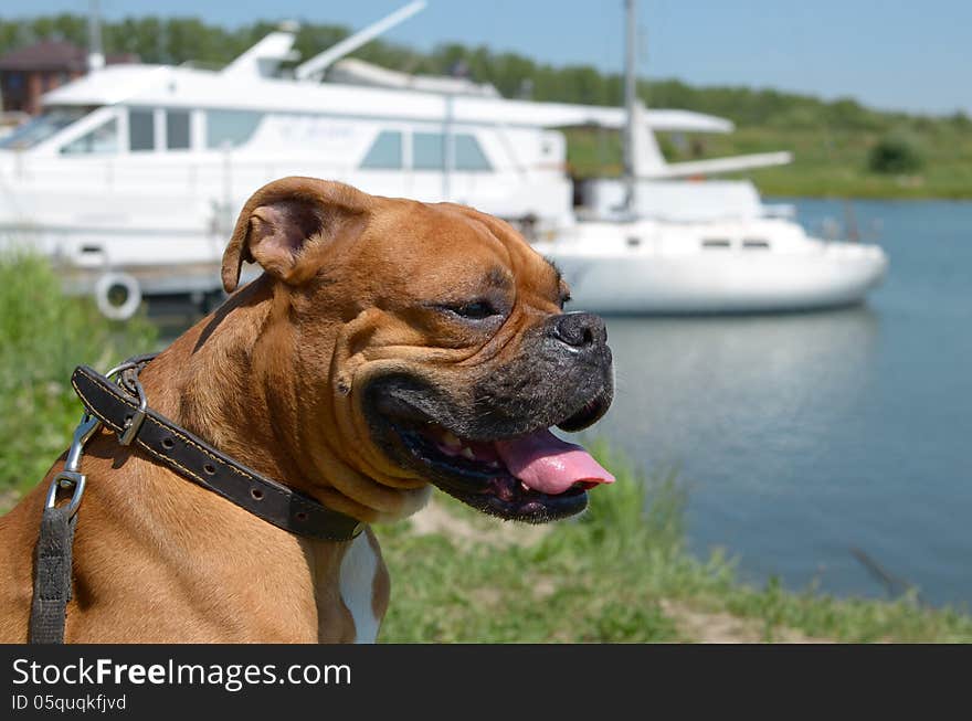 Boxer breed dog is sitting hanging out its tongue