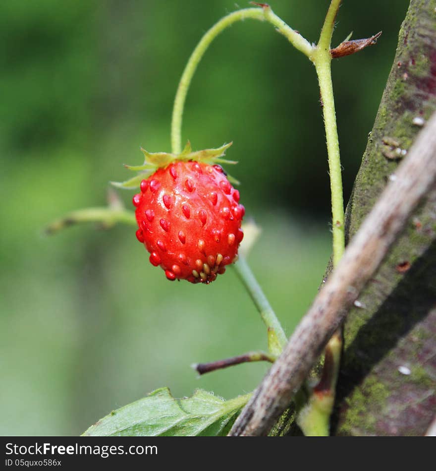 Strawberry as a symbol of the dietary and nutritional food