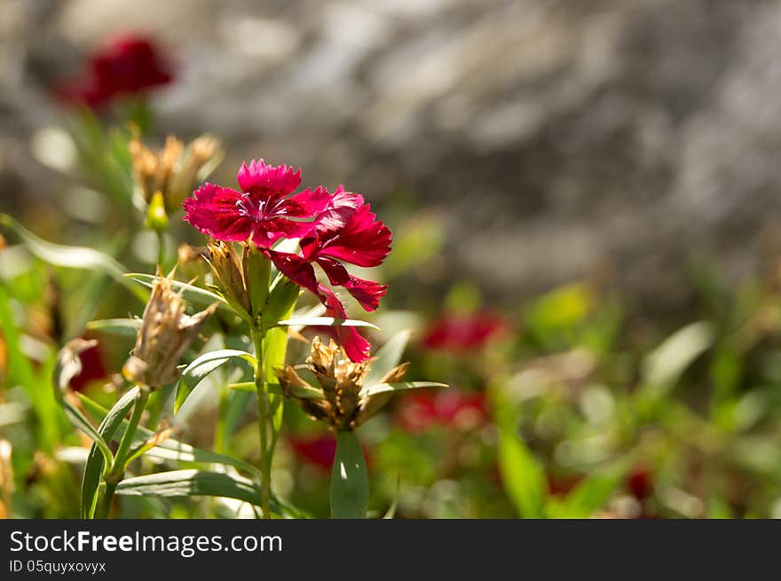 The Red flower with little pollen wants to sunbathing. The Red flower with little pollen wants to sunbathing.