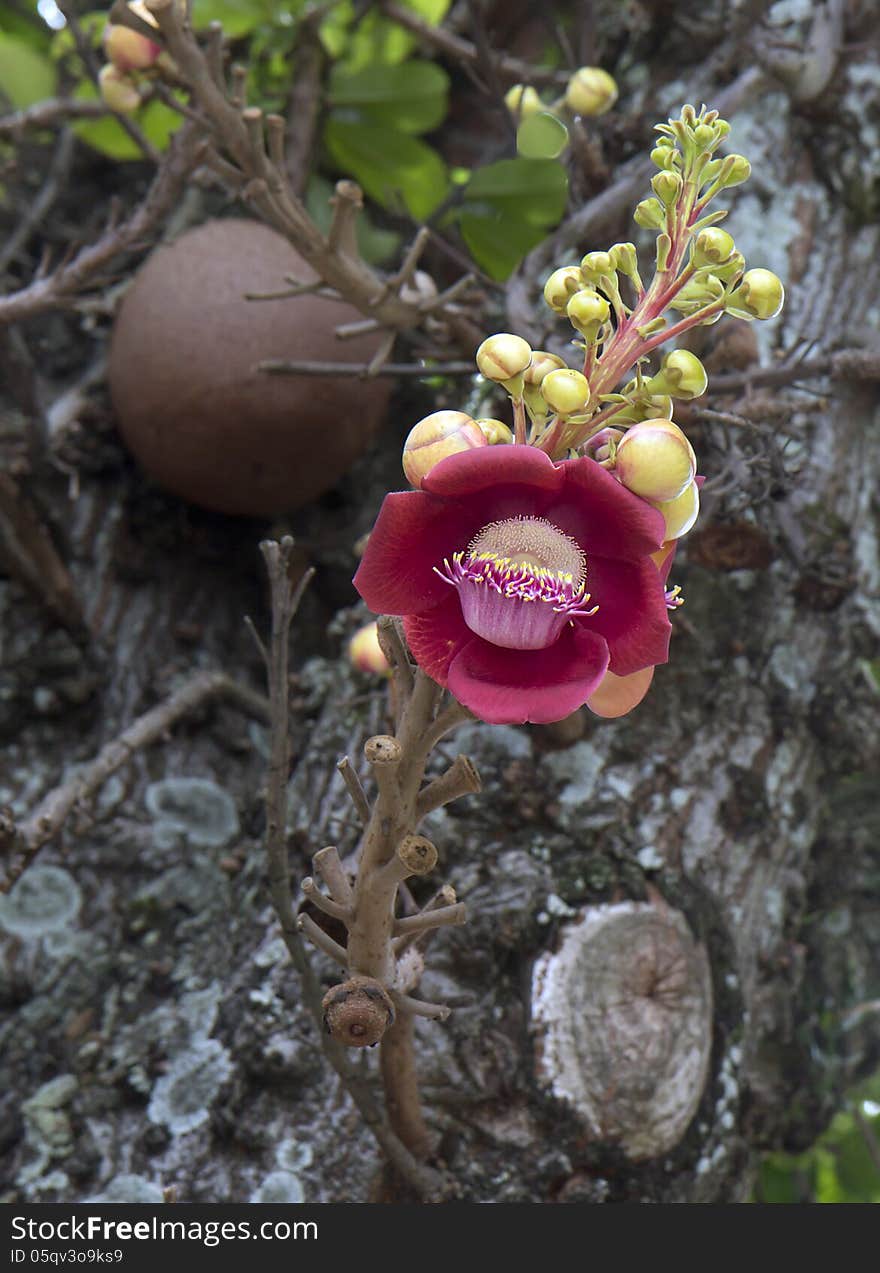 Flower gun tree &x28;Couroupita guianensis&x29;.