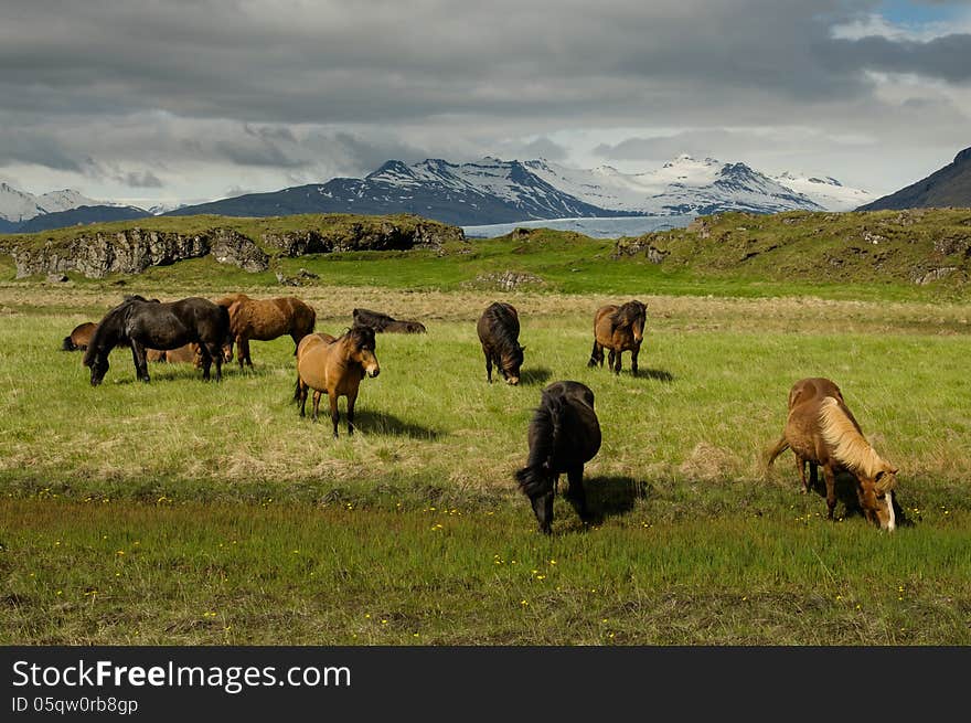 Icelanding horses pasturing on the meadow under the mountains. Icelanding horses pasturing on the meadow under the mountains