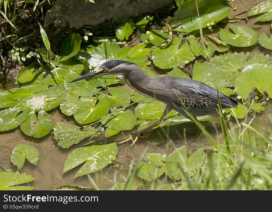 Ordinary kwakwa, or night Heron &x28;lat. Nycticorax nycticorax&x29