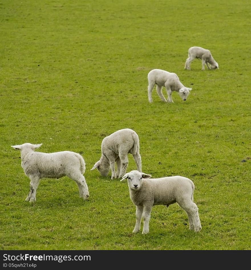 Five Little Lambs