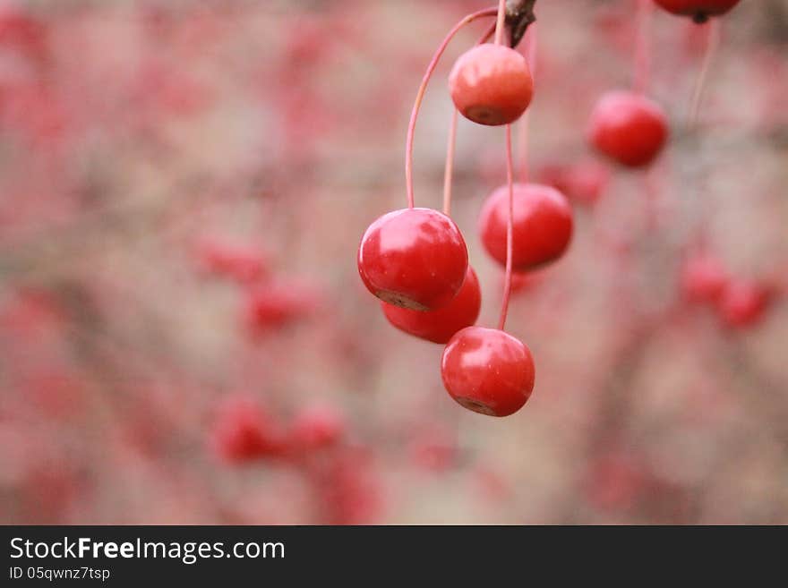 A few red cherries hanging from a tree with plenty of blurred red cherries in the background.