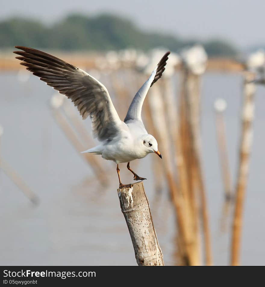 Seagull landing on a pole