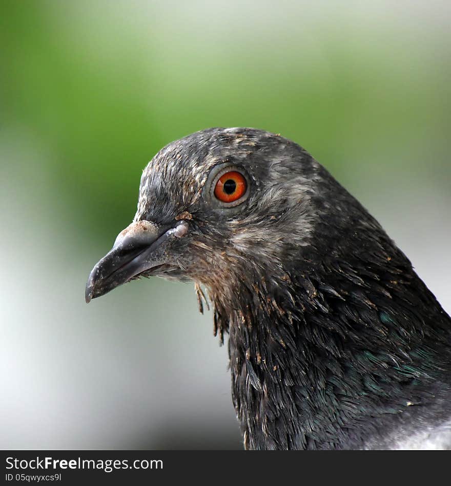 Closeup of the freedom pigeon