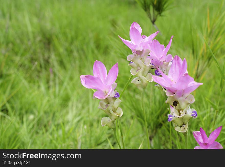 Siam tulip or summer tulip or dok krajiao(Curcuma alismatifolia) is a tropical plant at Chaiyaphum Province, Thailand. Siam tulip or summer tulip or dok krajiao(Curcuma alismatifolia) is a tropical plant at Chaiyaphum Province, Thailand