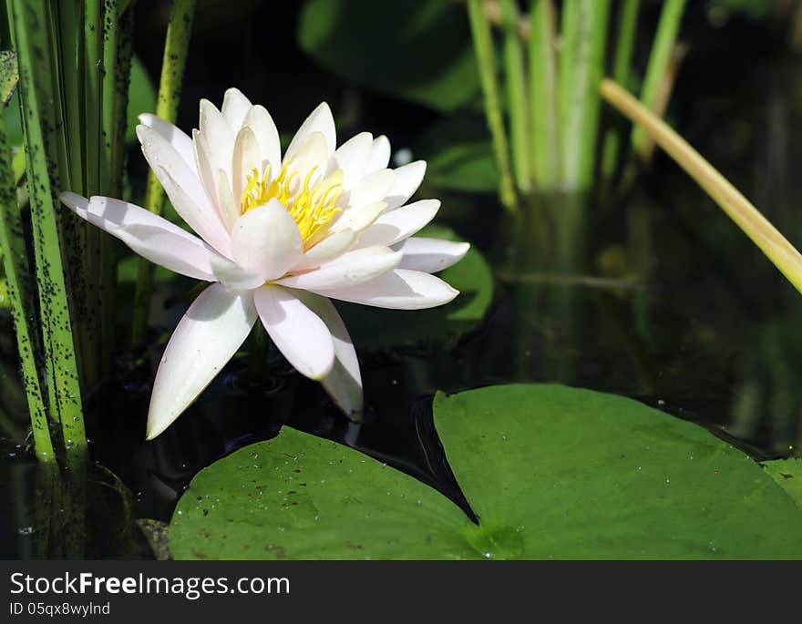 Beautiful white lotus in pond