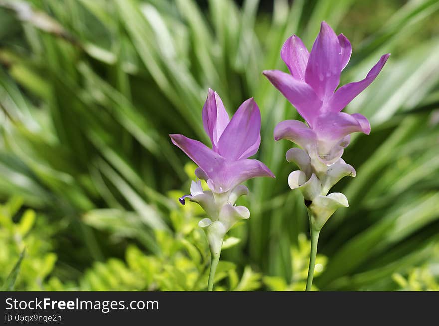 Close up of Siam tulip &x28;Curcuma alismatifolia&x29; is a tropical pla