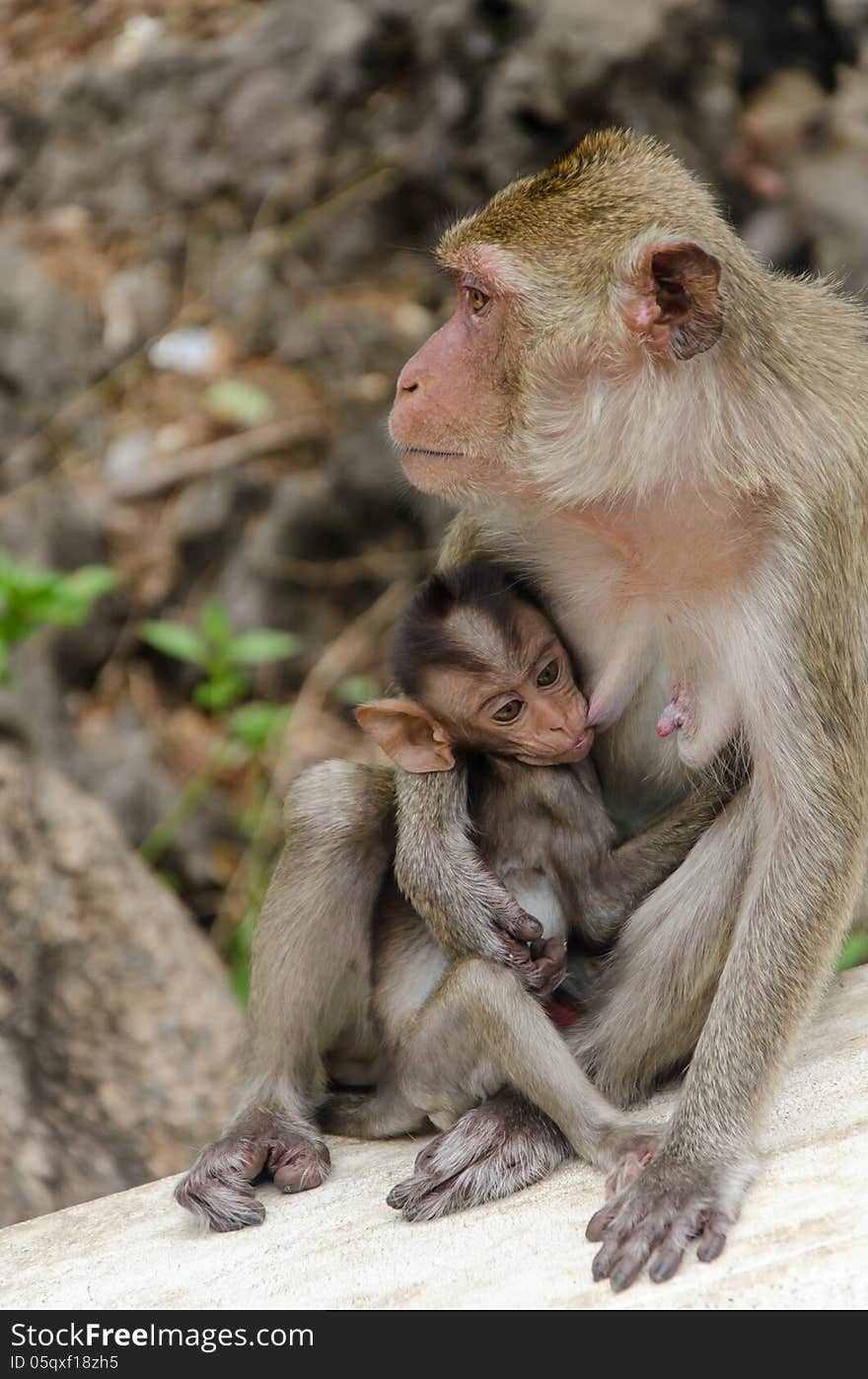 Mom monkey feed her baby. Mom monkey feed her baby