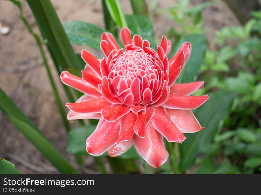 Etlingera Elatior or Red Torch Ginger. Etlingera Elatior or Red Torch Ginger