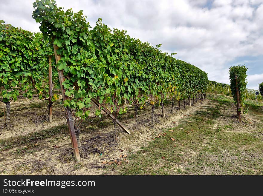 Vineyards in Italy