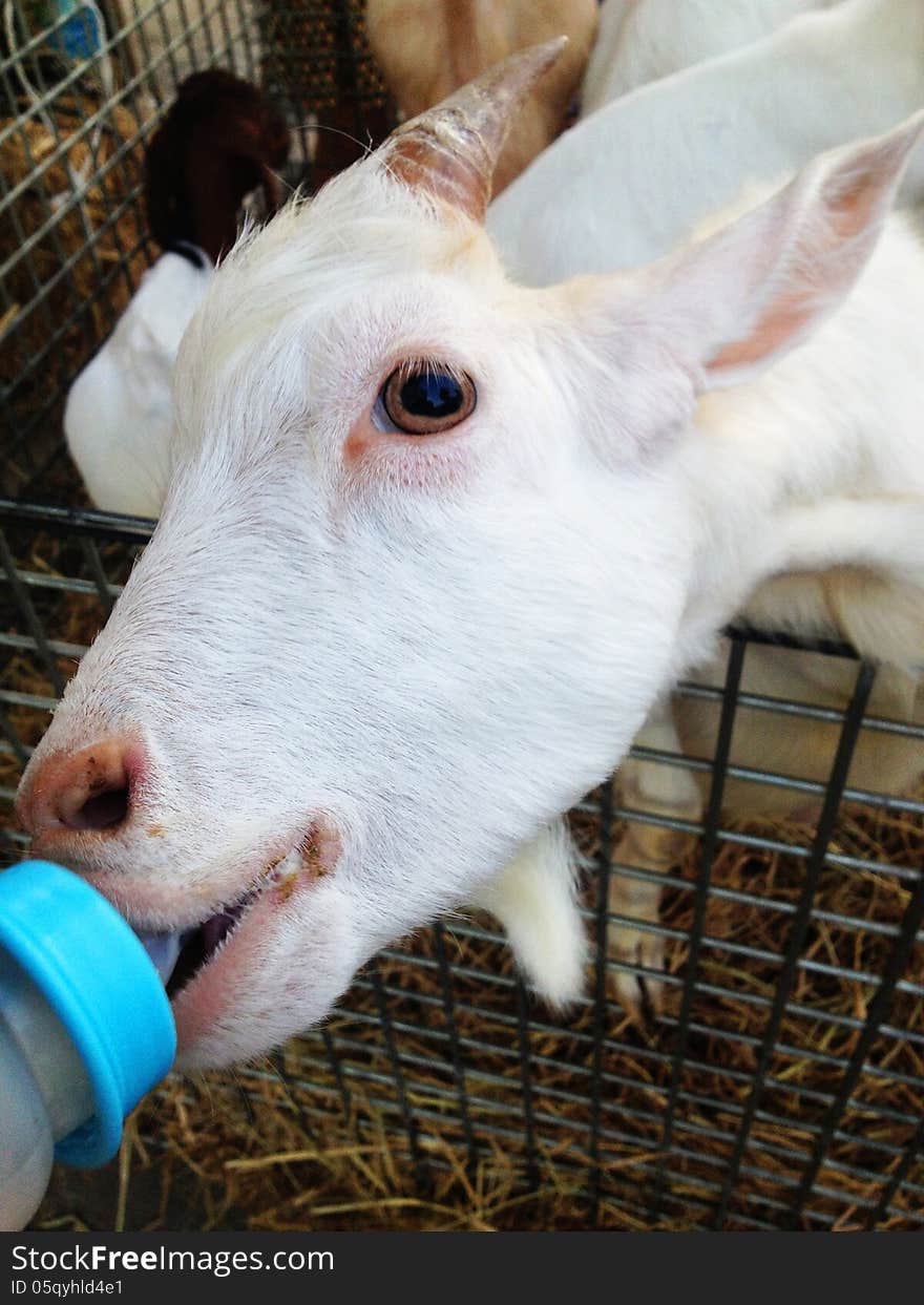 Feeding a goat.