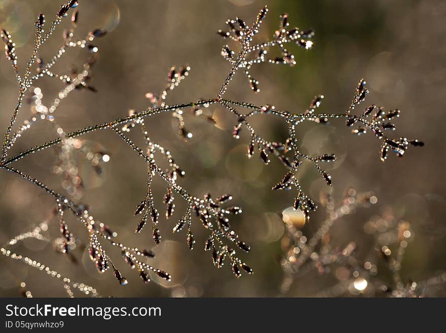 The grass with drops of dew glints in the sun. The grass with drops of dew glints in the sun