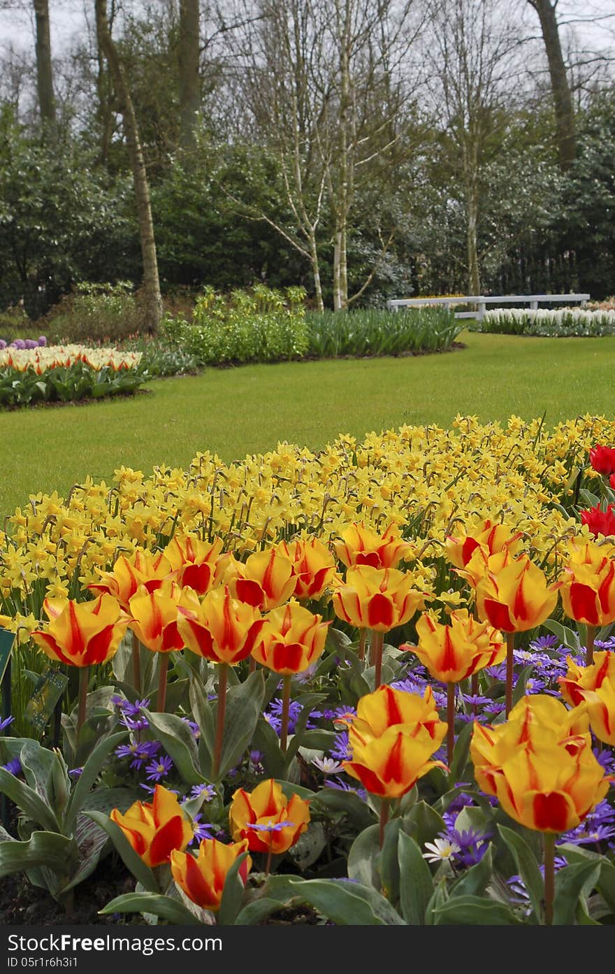 Beautiful Spring Flowers In The Keukenhof, The Netherlands