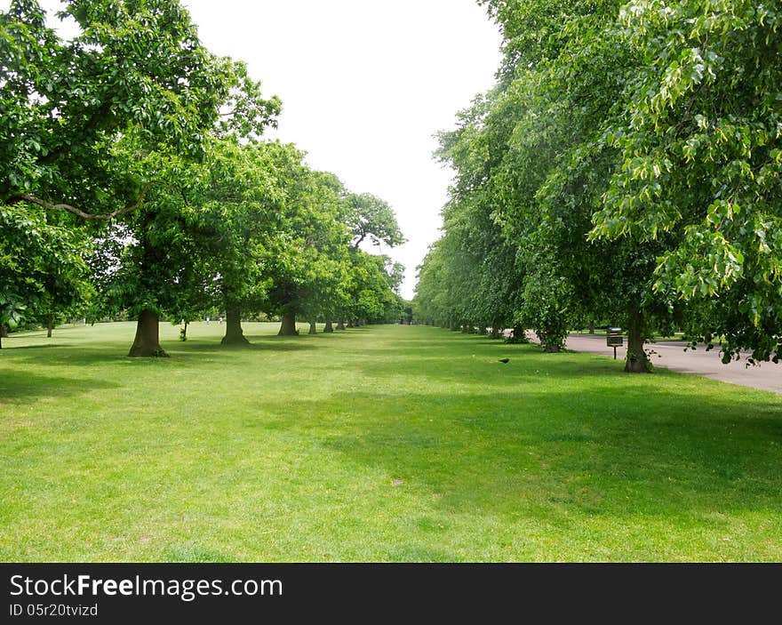 Avenue of trees, Greenwich Royal Park, England. Avenue of trees, Greenwich Royal Park, England