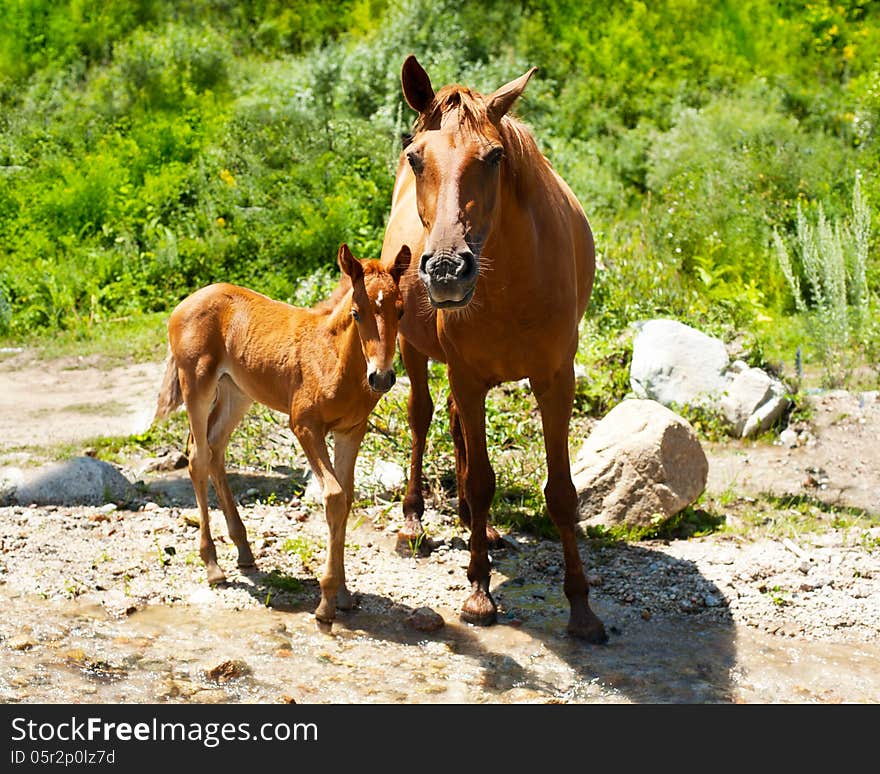 Young foal and mare at meadow