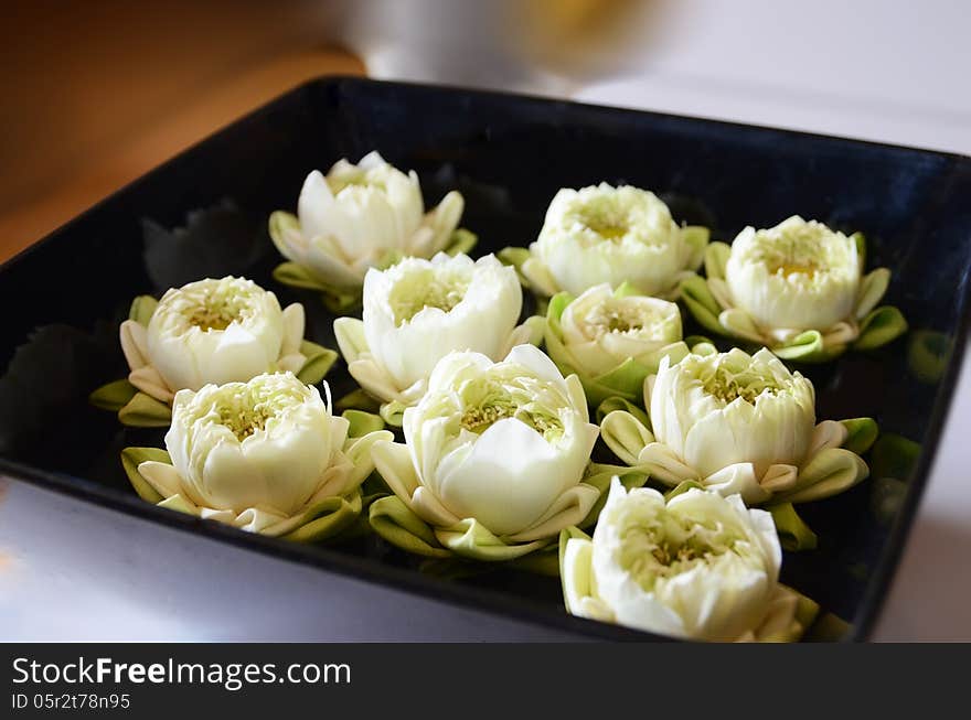 White lotus on black plate