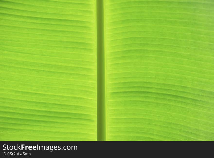 Green banana leaves use for the background. Green banana leaves use for the background