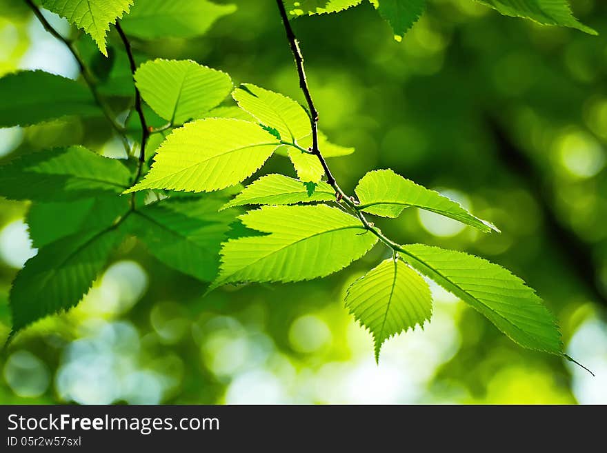 Fresh Leaves