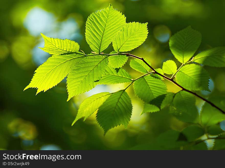 Fresh Leaves