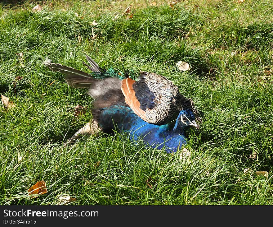 Peacock on the background of autumn leaves and grass. Peacock on the background of autumn leaves and grass