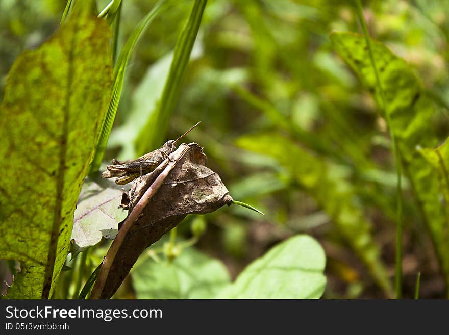 Brown grasshopper like chameleon in garden grass