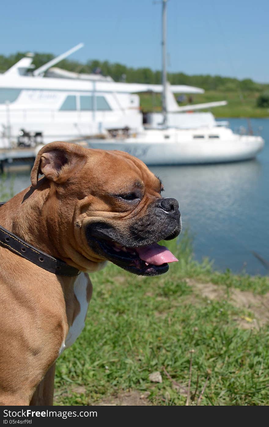 Boxer breed dog is sitting on the bay shore hanging out its tongue. Boxer breed dog is sitting on the bay shore hanging out its tongue