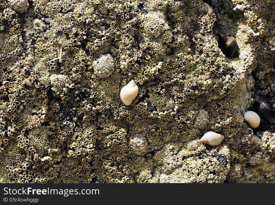 A background with seashells and fossils horizontal