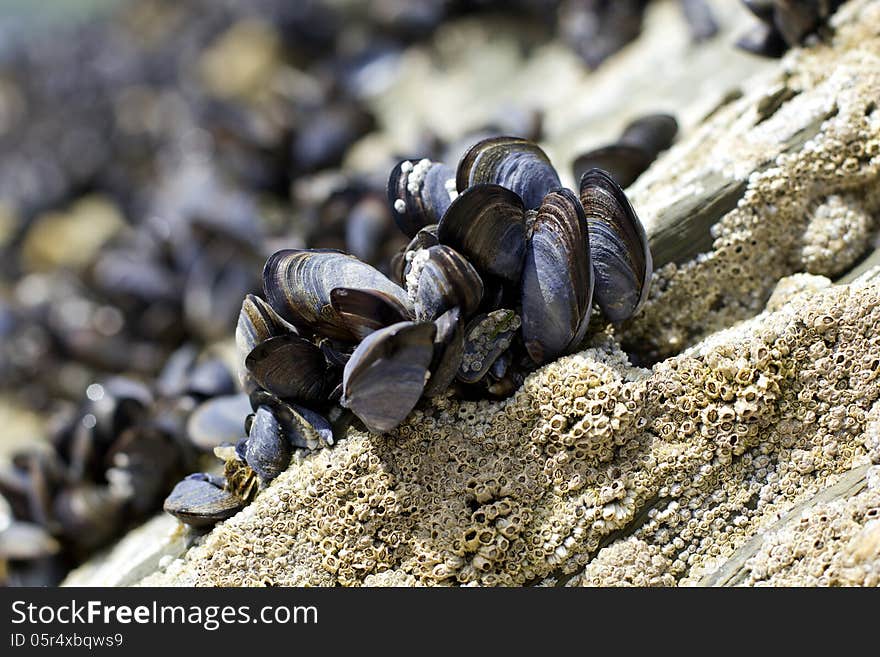 Group of mussles/ shells on the stone