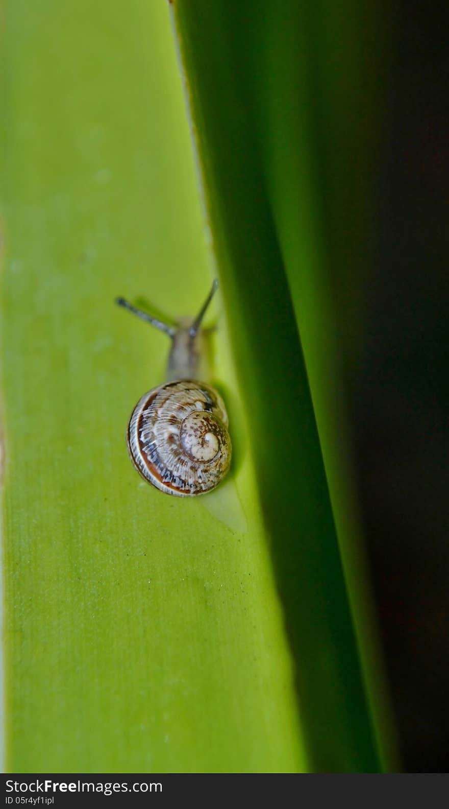 Snail on leaf