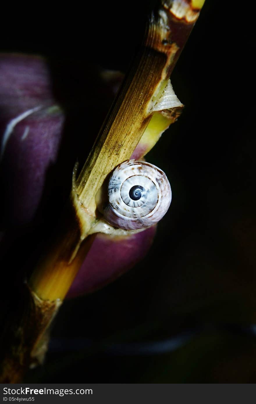 Snail on leaf