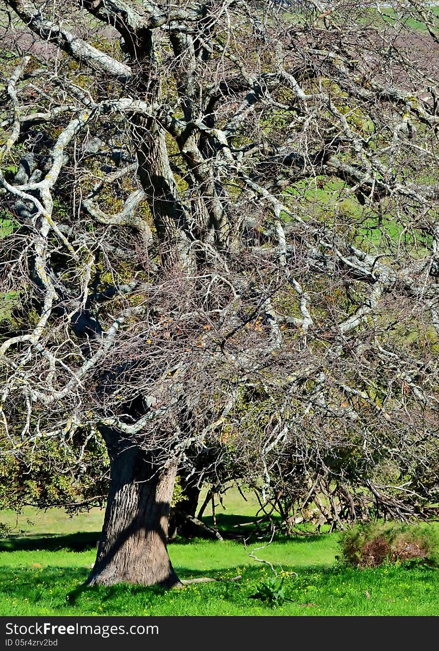 Close up of a leafless tree on green meadow