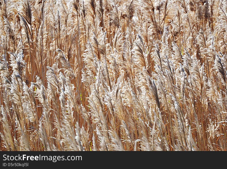 Blooming Reed Grass