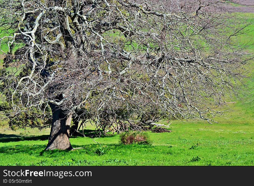 Close up of a leafless tree on green meadow