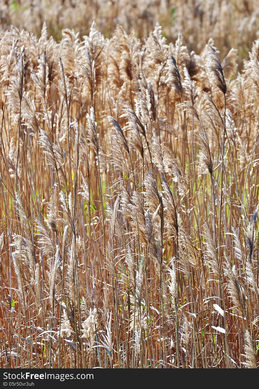 Blooming reed grass