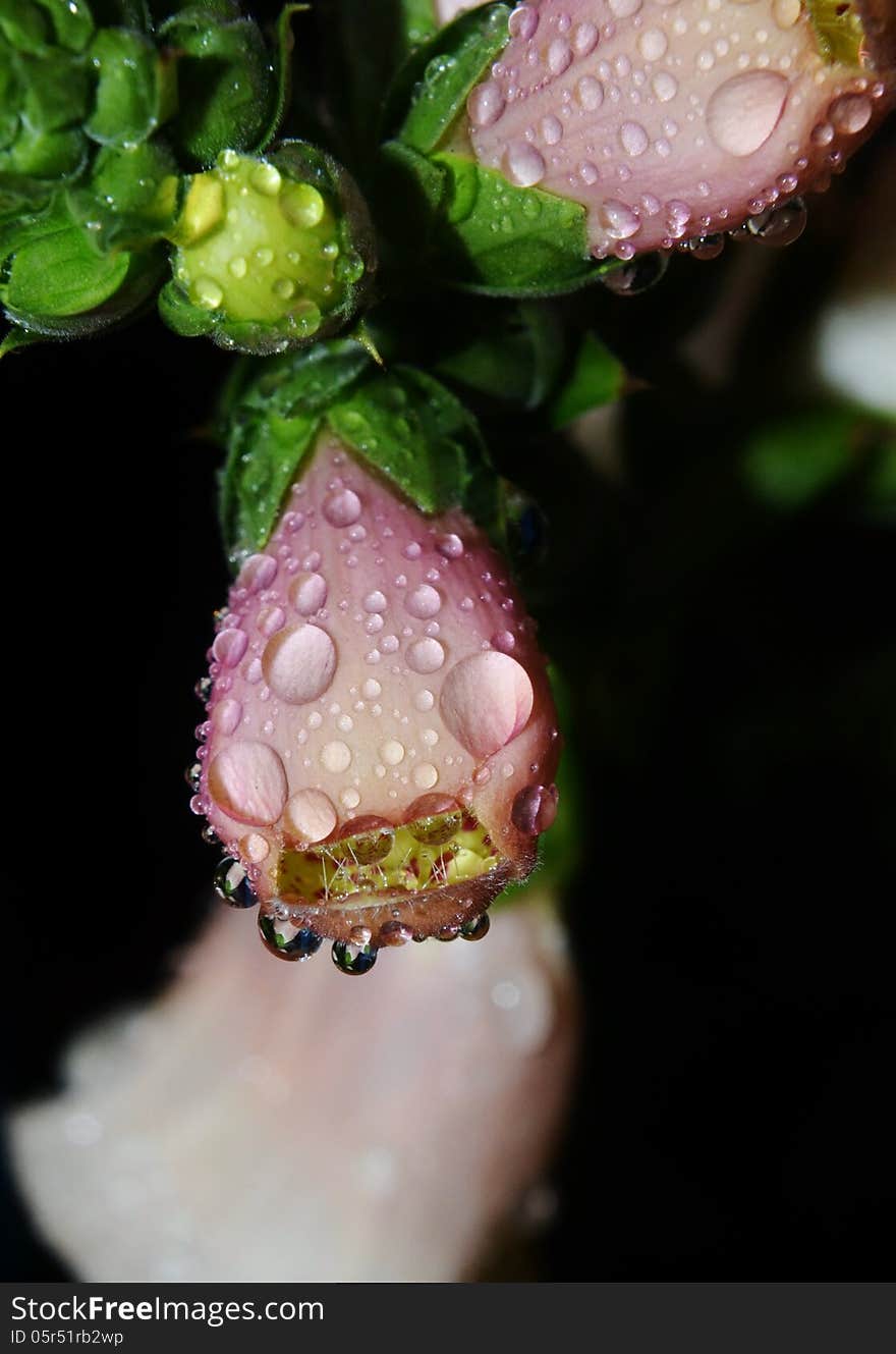 Close up of South African foxglove with raindrops