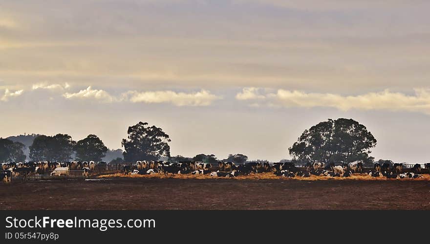 Cattle Farm...