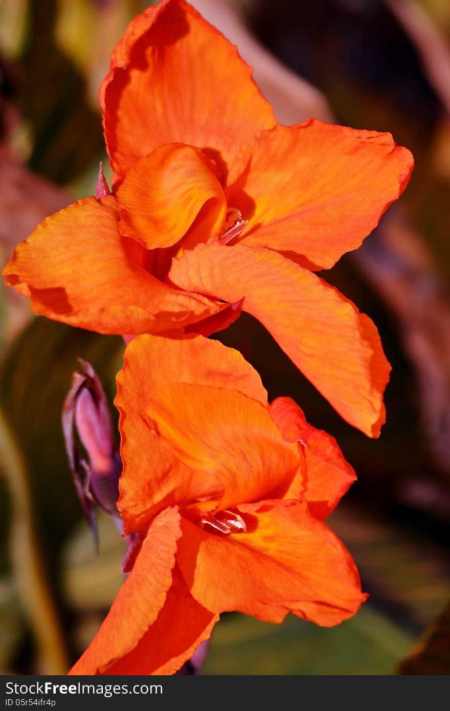 Close up of orange lily blossom in bright sunlight. Close up of orange lily blossom in bright sunlight