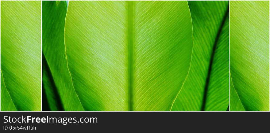 Close up of fresh green plant leaf collage