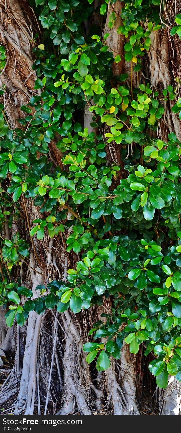 Close up of old tree with green leafs