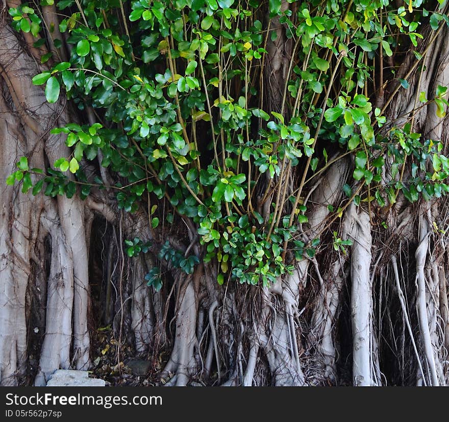 Close up of old tree with green leafs